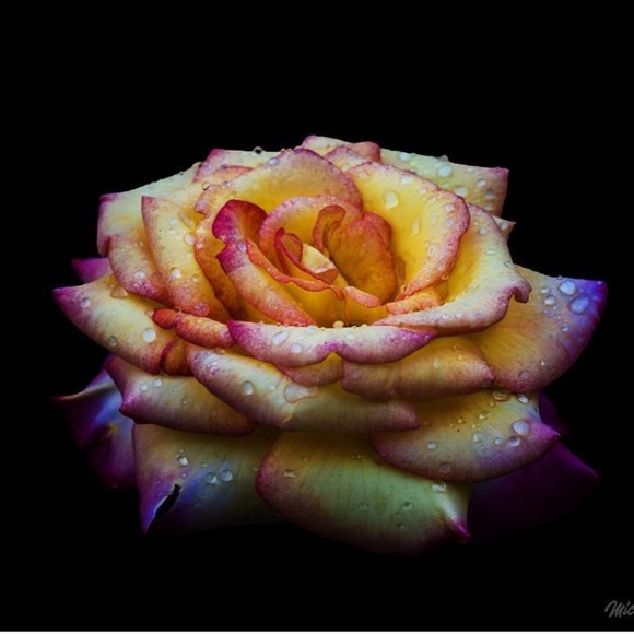 Meet your Posher, Michelle - Picture 9 of 16